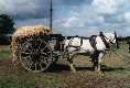 Transport de haricots