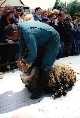 Tonte des moutons